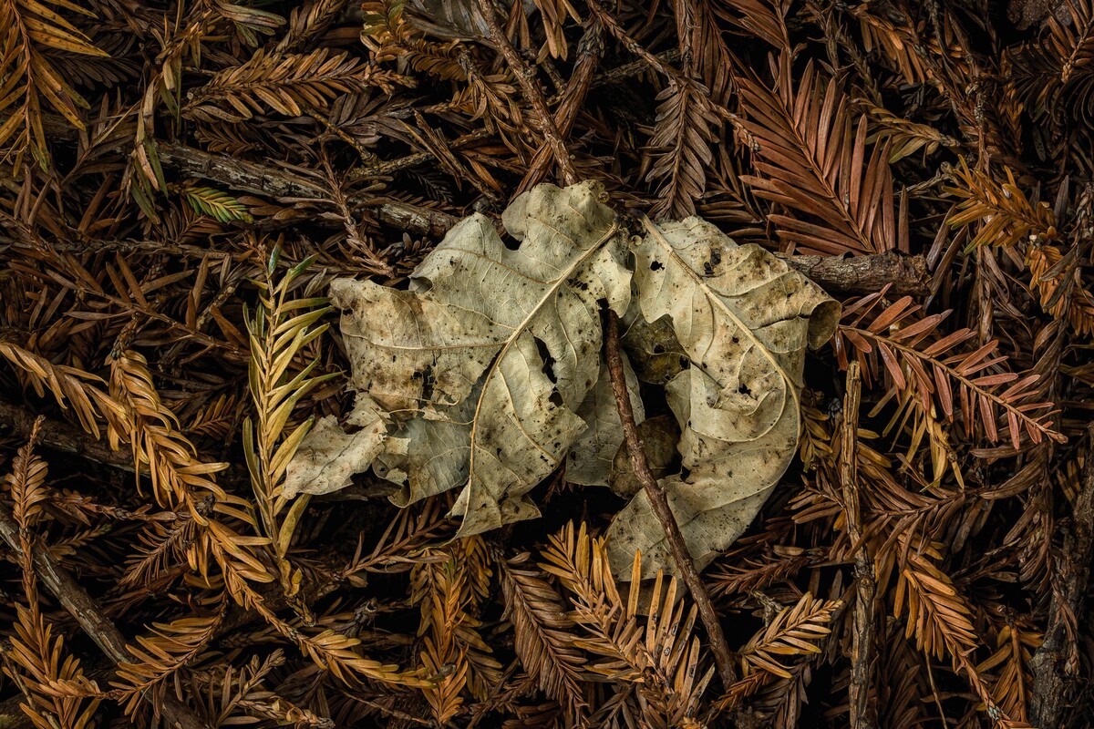 Holy Oak Leaves